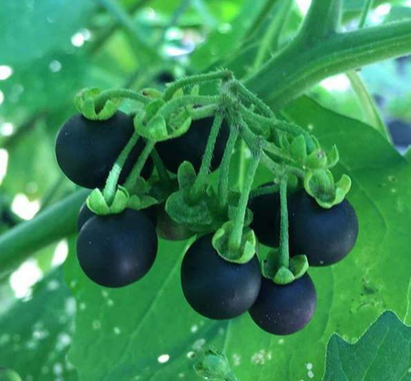 Top 11 garden plants for chickens and ducks Tyrant Farms